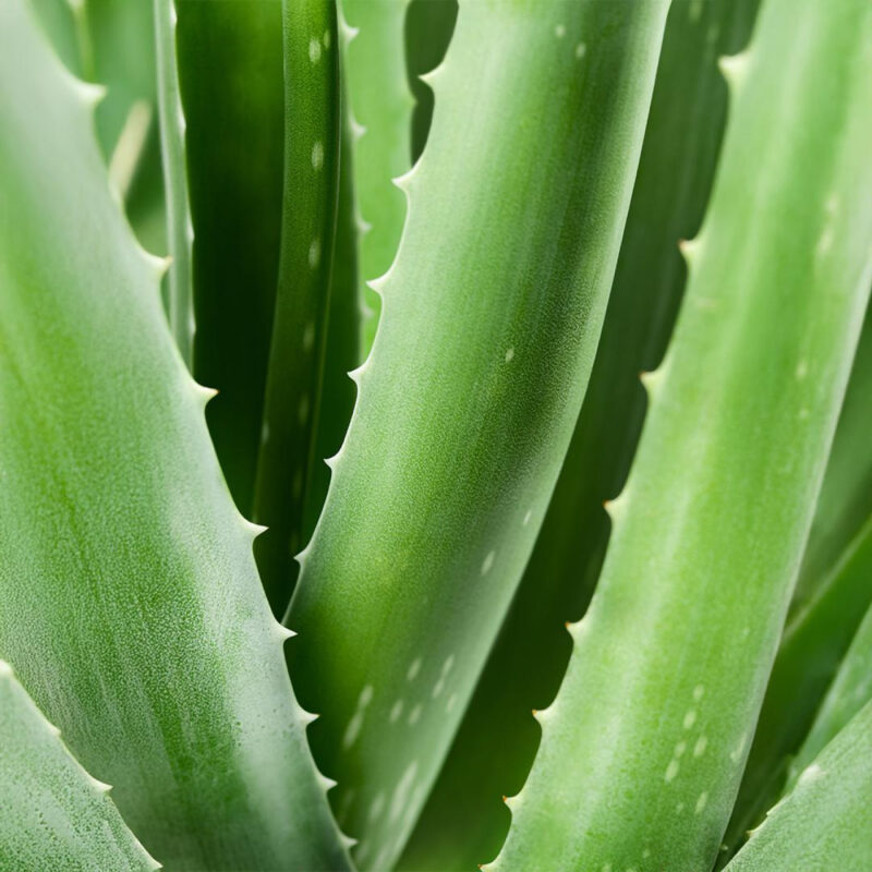 Spray de premiers secours avec de 98% Aloe Vera - 150 ml – Image 2